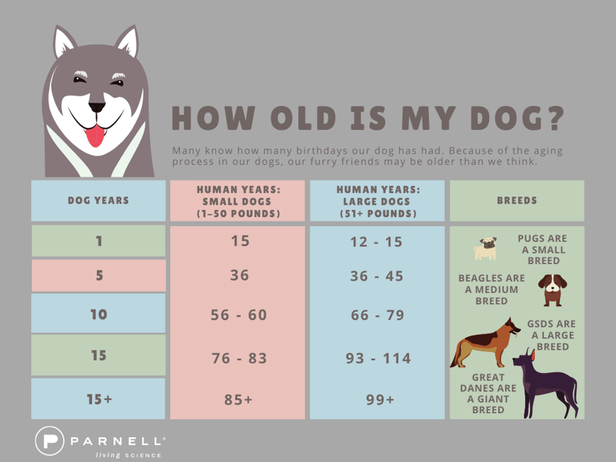 How To See How Old My Dog Is